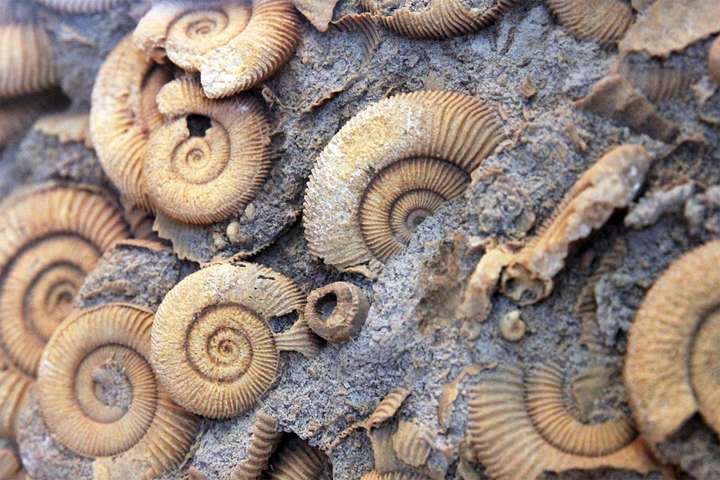 Ammonites, Natural History Museum, Saskatoon, Saskatchewan